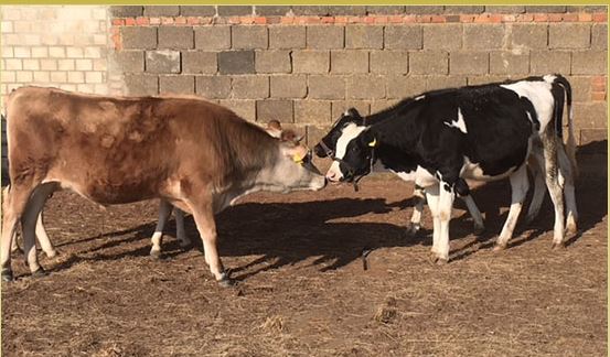 Drei glückliche Kühe im neuen Zuhause auf dem Hof-Birkenkamp