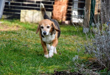 Beagle Labortiere Berlin