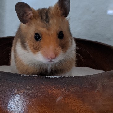 Laborhamster Lord Hubert the Greatest