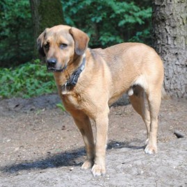 Sigfried