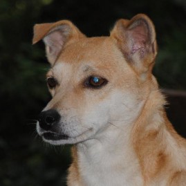 Dori