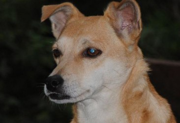 Dori